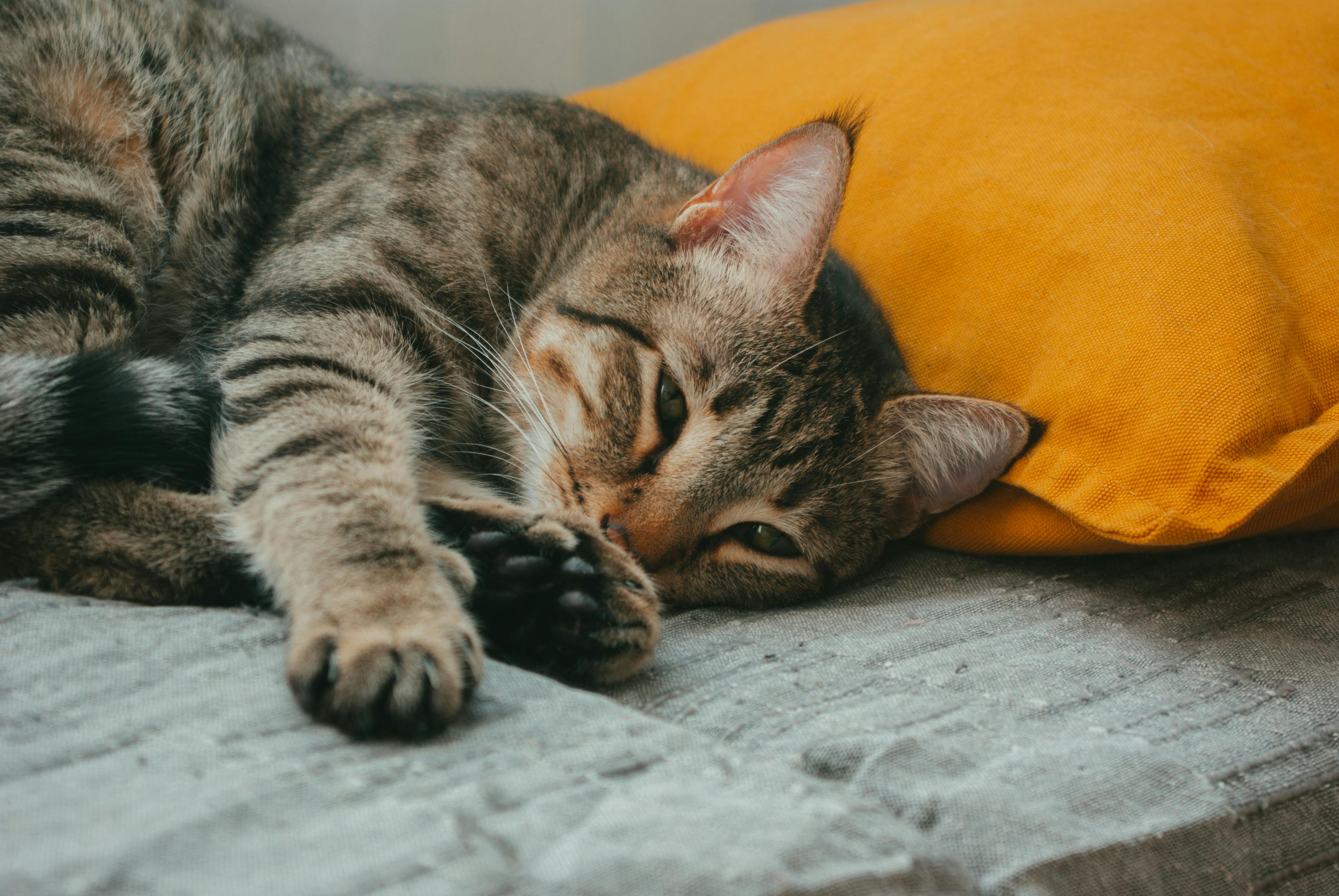 A relaxed tabby cat lying on a bed near a vibrant orange pillow, exuding comfort.