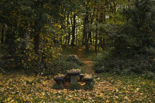 Free Serene forest scene with a wooden bench surrounded by autumn foliage, ideal for nature lovers. Stock Photo