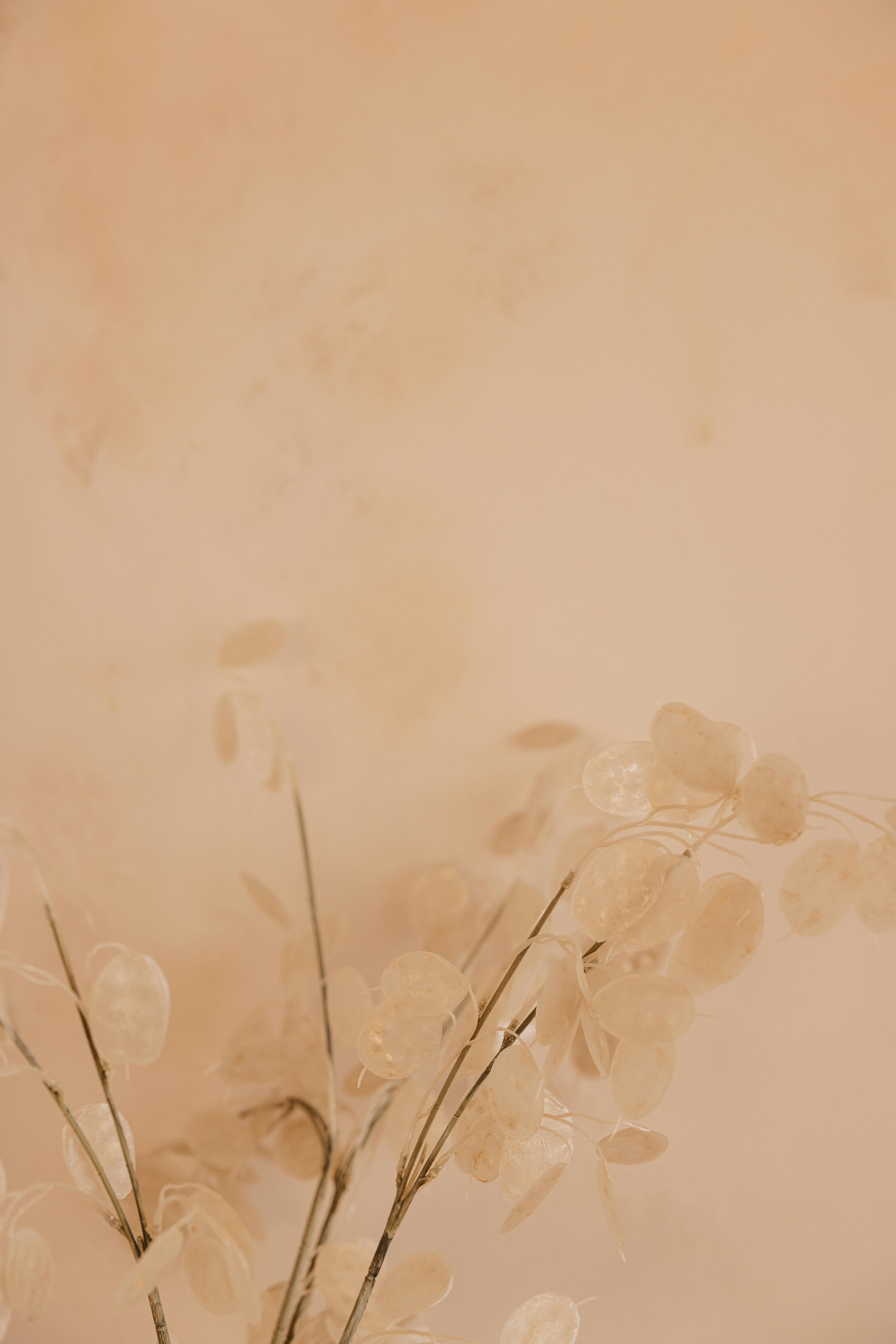 Aesthetic image of dried branches on a soft pastel background, ideal for decor.