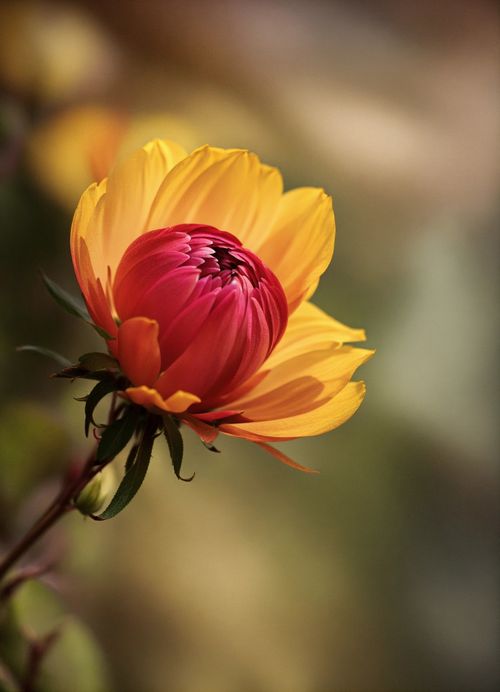 Free Close-up of a vibrant red and yellow dahlia flower captured in a vertical shot, showcasing nature's beauty. Stock Photo