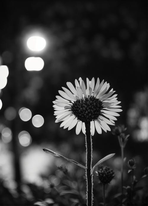 夜のマルガリータまたはデイジーの花 | 写真 夜のマルガリータまたはデイジーの花黒と白 |黒/白
