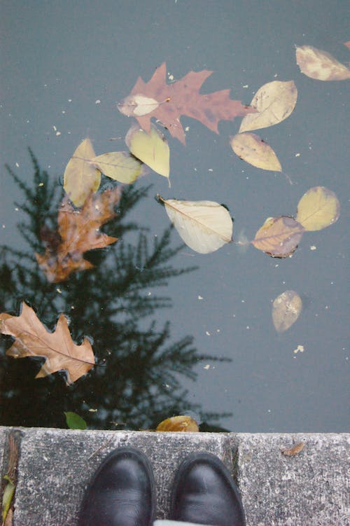 Close-up of Autumnal Leaves Floating in the Water 