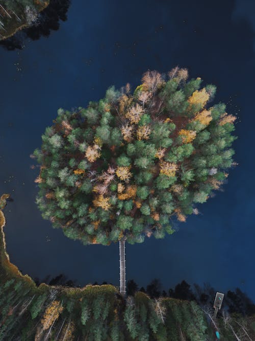 Бесплатное стоковое фото с вертикальный выстрел, вид сверху, деревья