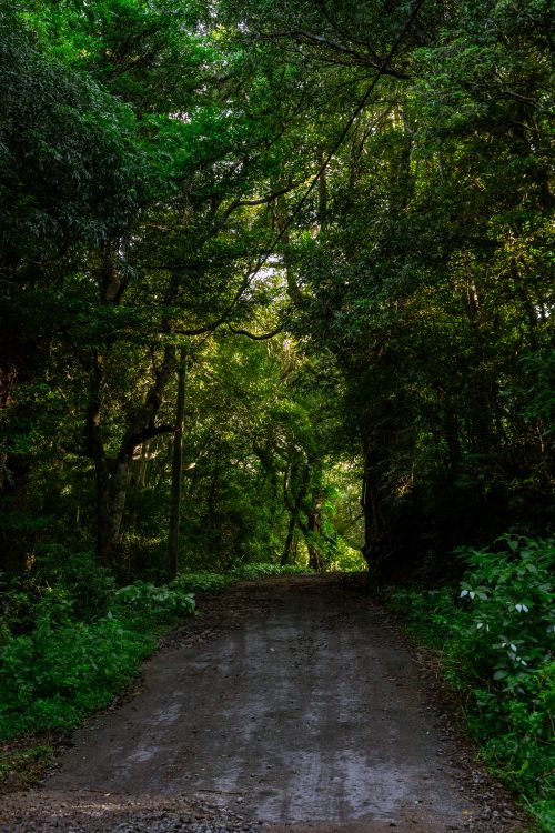 Free Explore the lush greenery and serene ambience of a dirt road winding through the forest in Matale, Sri Lanka. Stock Photo