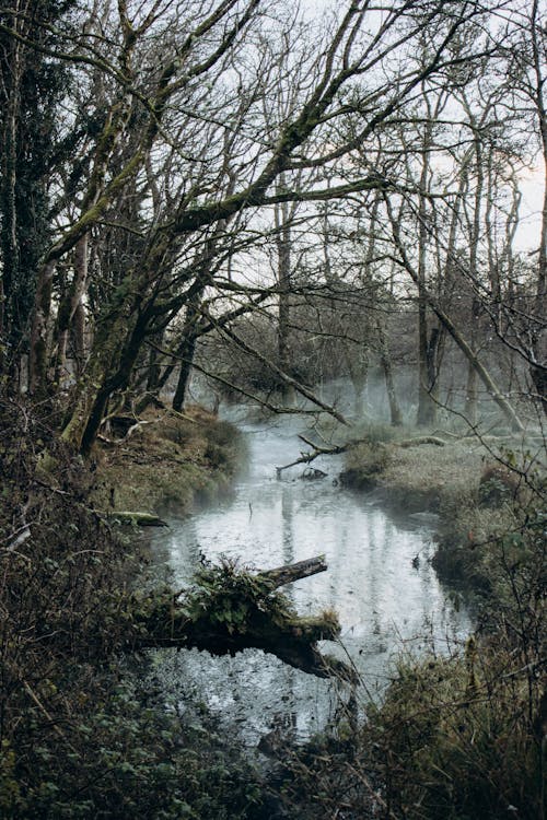 View of a Forest and Marsh 