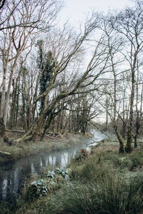 River among Barren Trees