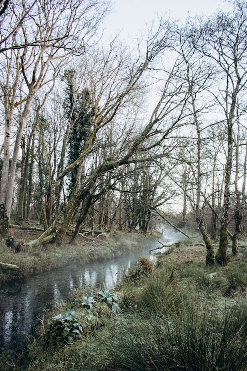 Foto d'estoc gratuïta de arbres, àrid, descoratjador