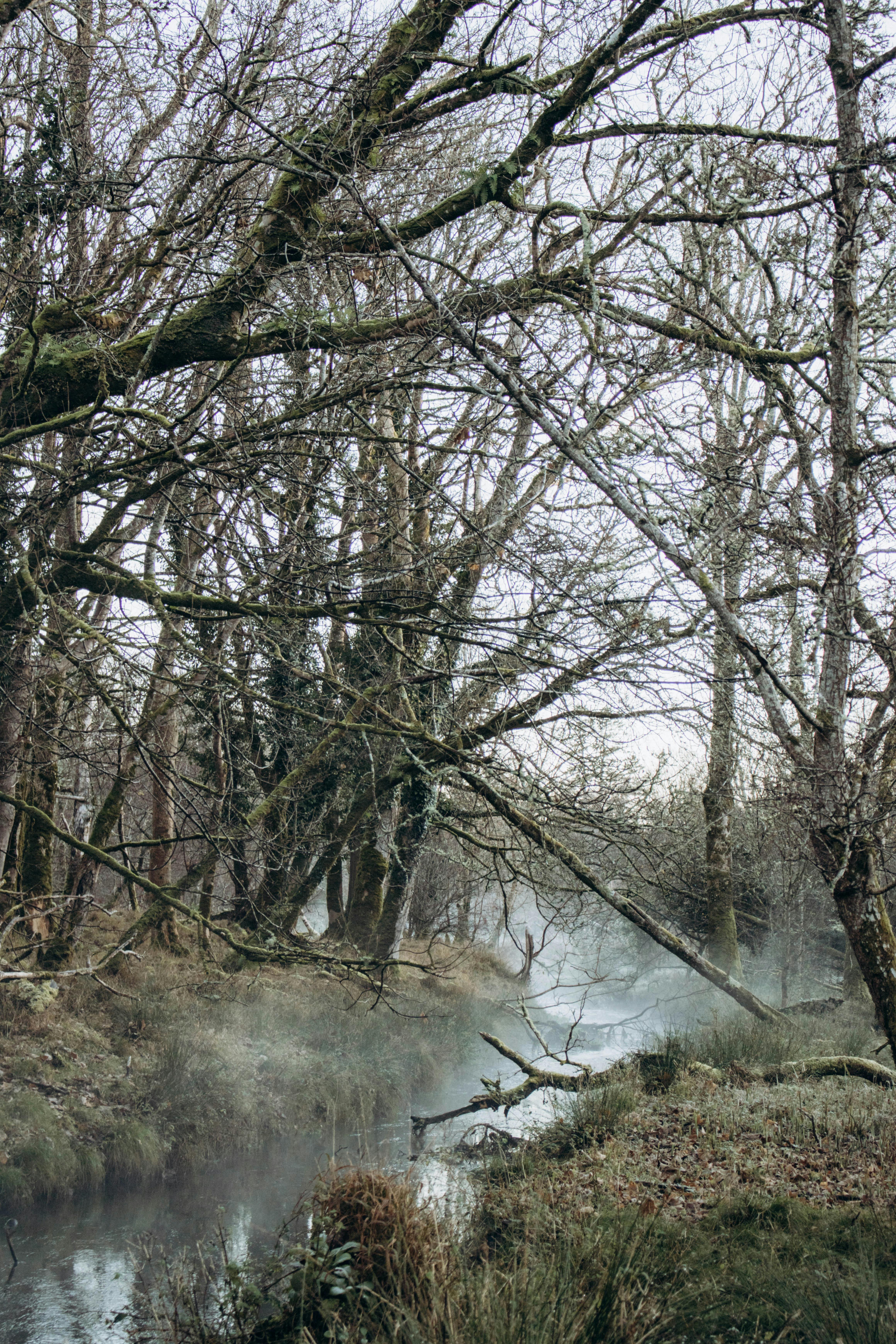 Wood In Water Photos, Download The BEST Free Wood In Water Stock Photos