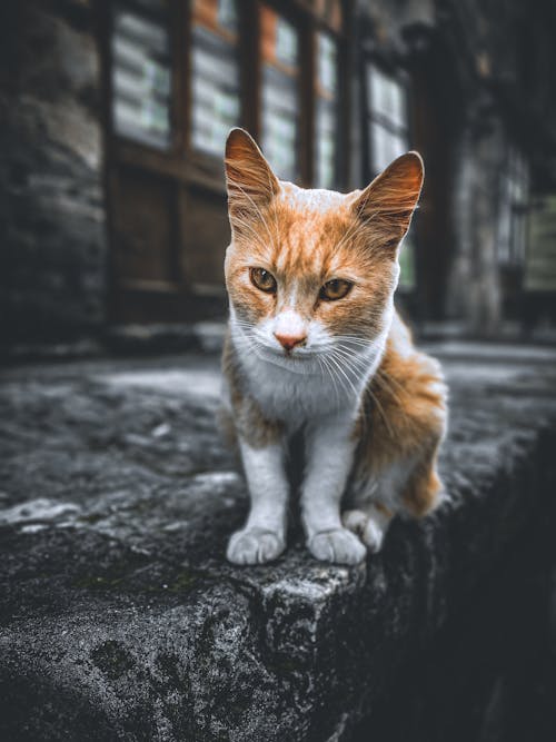 Immagine gratuita di gatto, gatto di strada, giallo