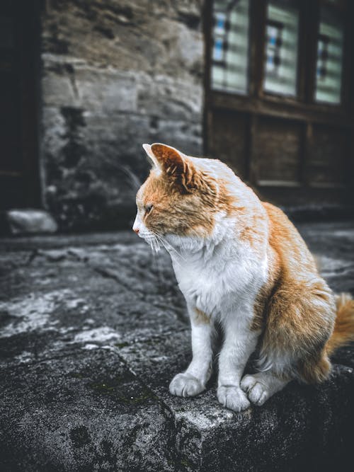 Základová fotografie zdarma na téma Istanbul, kočka, toulavá kočka