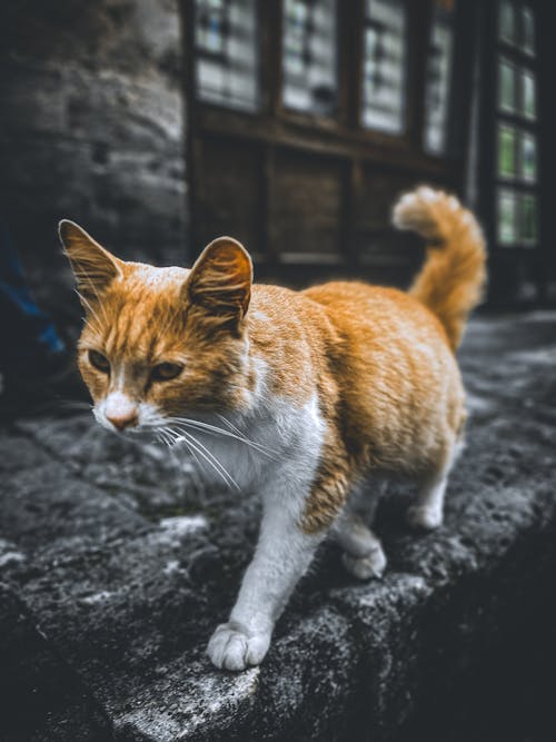 Základová fotografie zdarma na téma alely koček, Istanbul, kočka