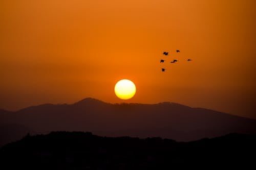Birds Flying on Yellow Sky at Sunset