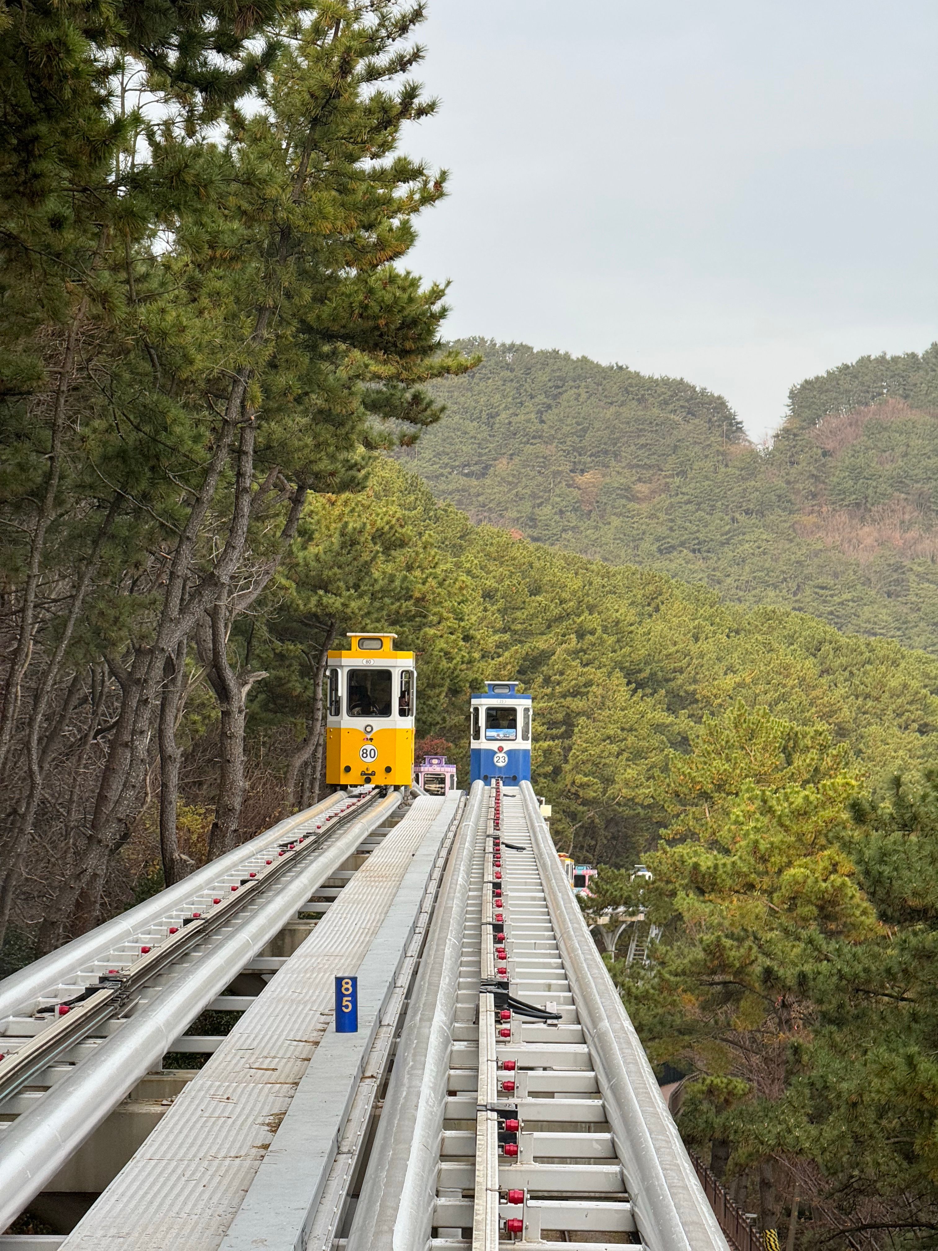 A yellow and blue sightseeing train climbing tracks through a forest path