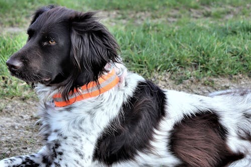 Free Black and White Dog Lying Down Stock Photo