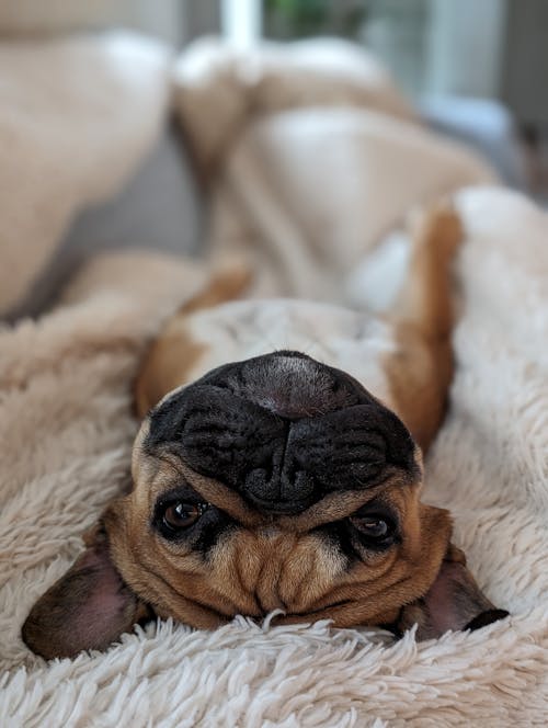 Head of Dog Lying Down