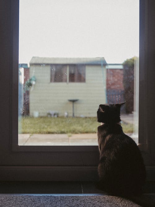 A Domestic Cat Sitting by the Window 