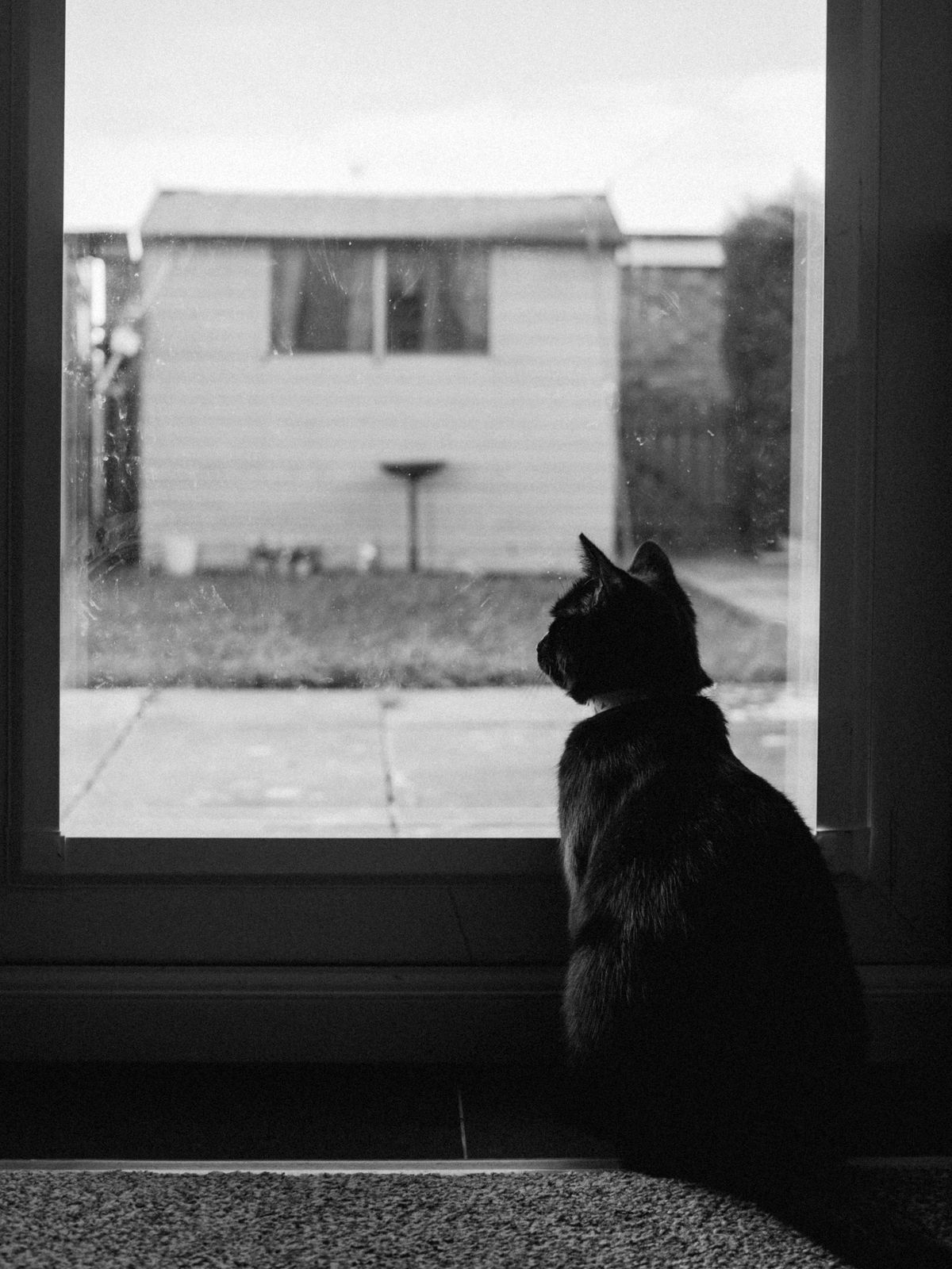 My Cat Chirp at Birds Through the - PawPrintHub visual guide 2