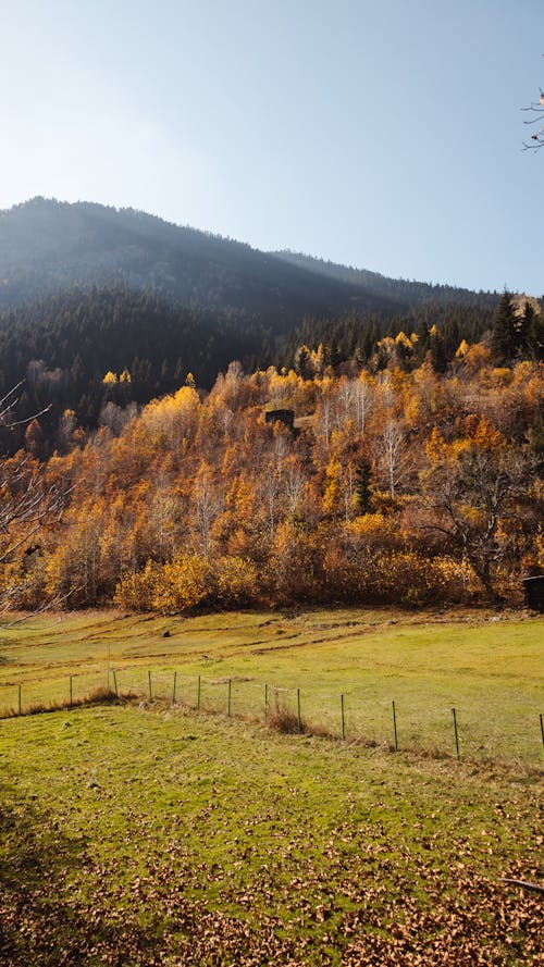 Mountain Forest in Autumn