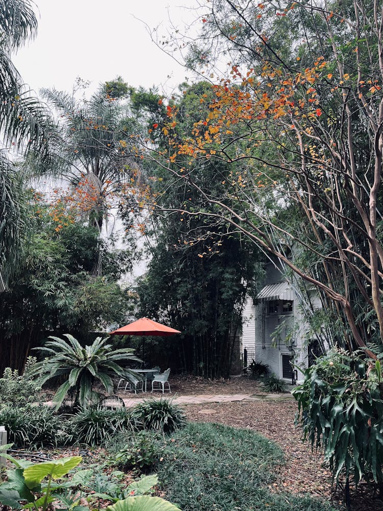 View Of A Tropical Garden With Outdoor Furniture Under An Umbrella 