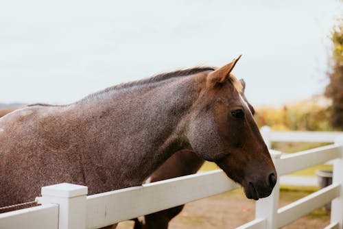 Δωρεάν στοκ φωτογραφιών με αγρόκτημα, άλογο, γεωργία