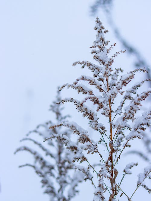 A Plant in Winter 