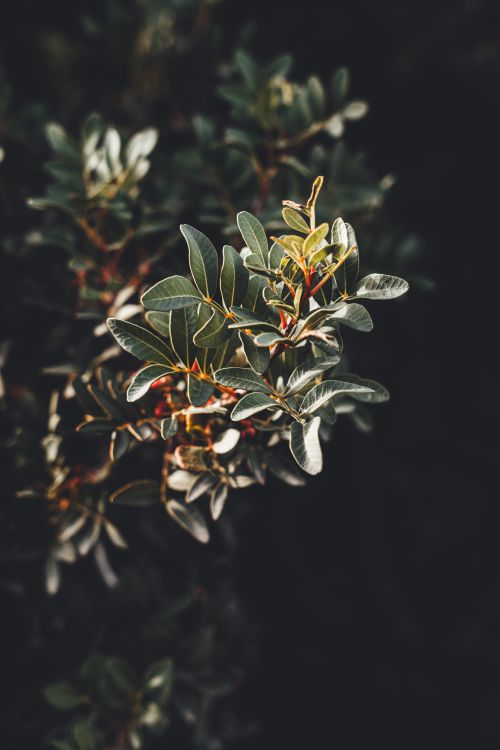 Free A detailed view of olive tree leaves, showcasing the plant's texture and natural beauty. Stock Photo