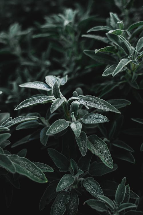 A close up of a plant with leaves