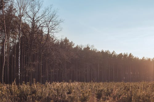 Immagine gratuita di foresta, natura, paesaggio