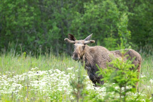 Moose on Meadow in Forest