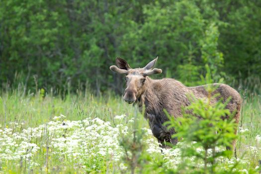 A moose standing in a vibrant meadow filled with wildflowers and greenery.