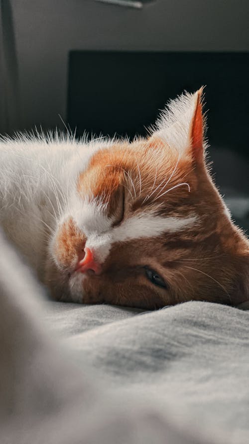 Close-up of a White and Orange Cat Lying on the Bed