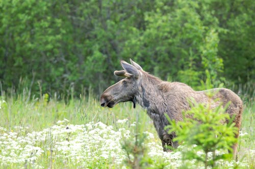Moose on Meadow