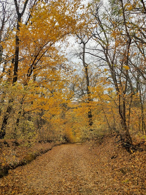 Country Road and Forest in Autumn 