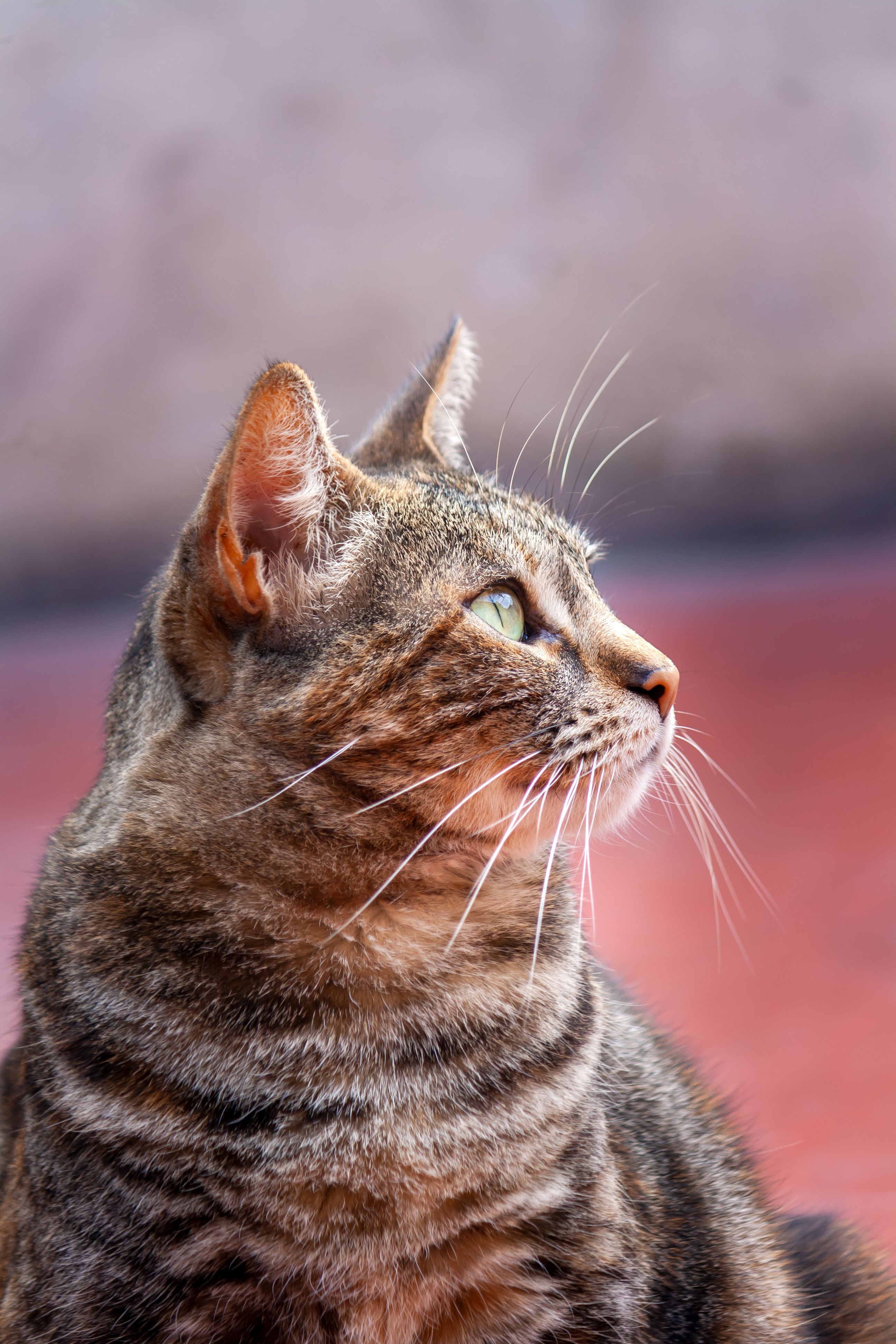Close-up of a Domestic Tabby Cat in Lima, Peru · Free Stock Photo