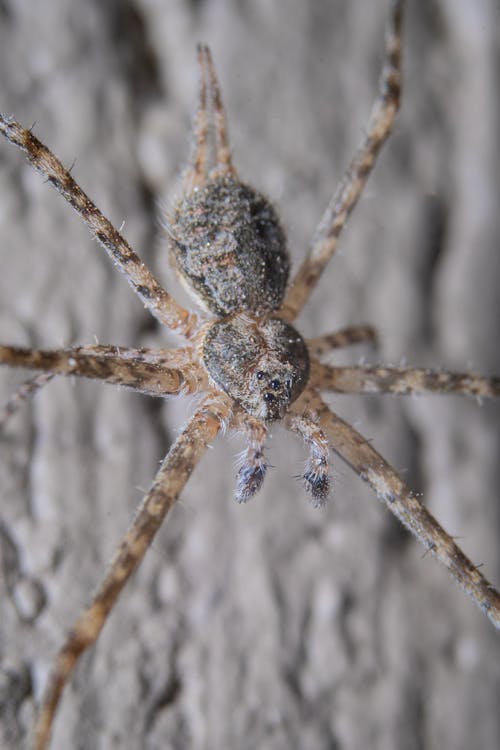 Close-up of a Dark Fishing Spider