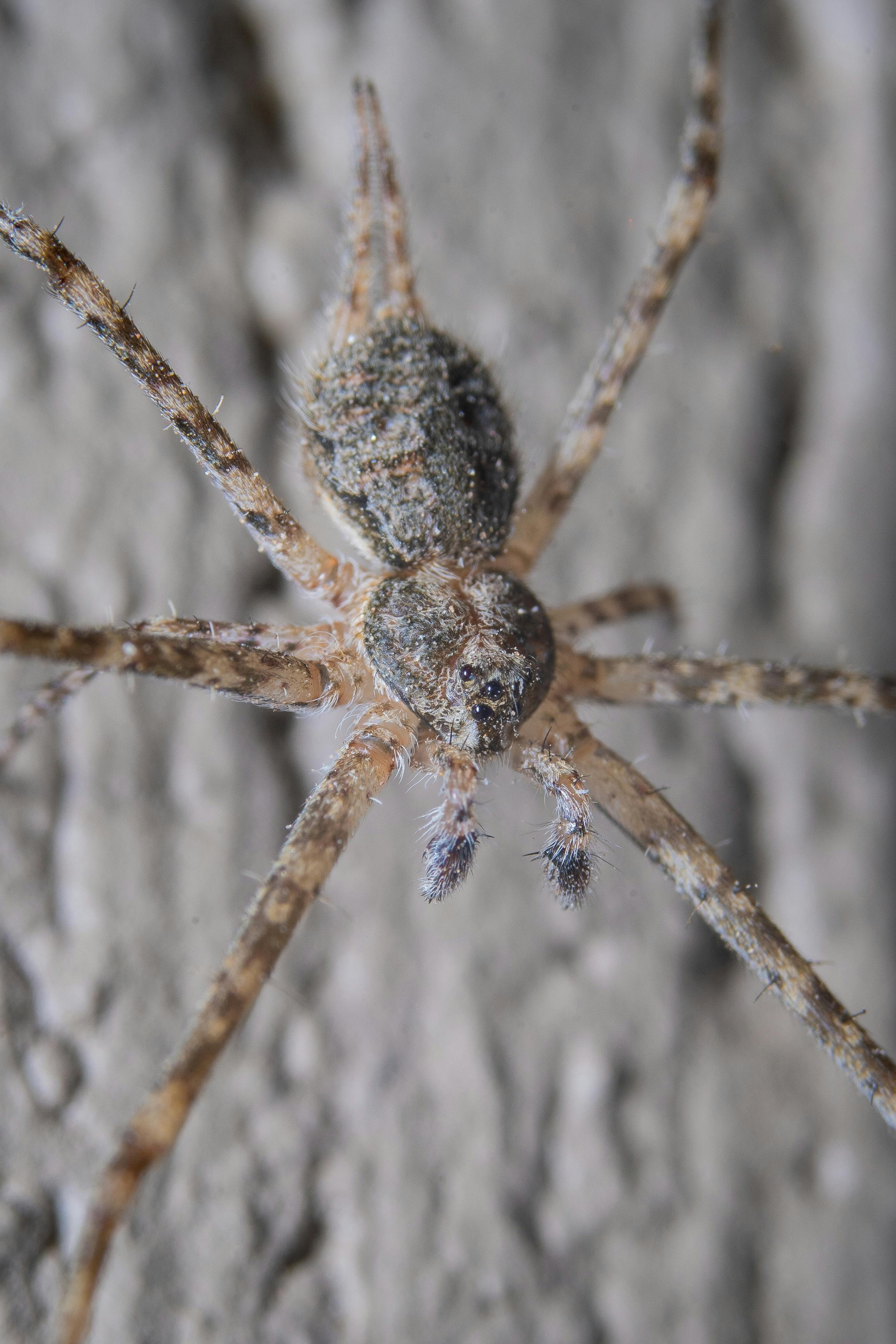 Closeup of a Dark Fishing Spider · Free Stock Photo