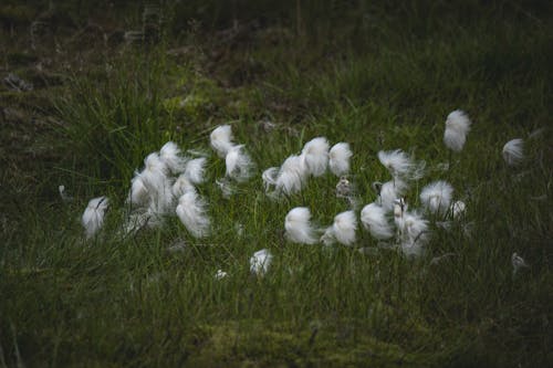 Foto d'estoc gratuïta de camp, cottongrass, creixement