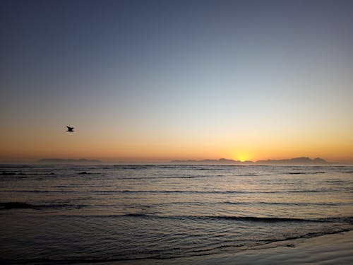 Základová fotografie zdarma na téma klidné moře, létání ptáků, pláž při západu slunce