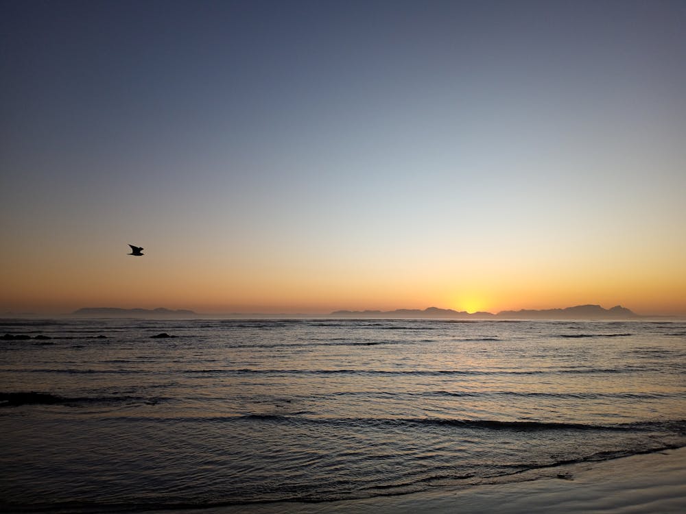 Δωρεάν στοκ φωτογραφιών με ηλιοβασίλεμα παραλία, ήρεμη θάλασσα, νεροπούλι
