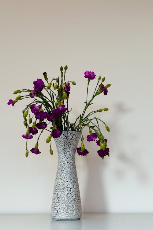 Darmowe zdjęcie z galerii z białe tło, bukiet, fioletowy