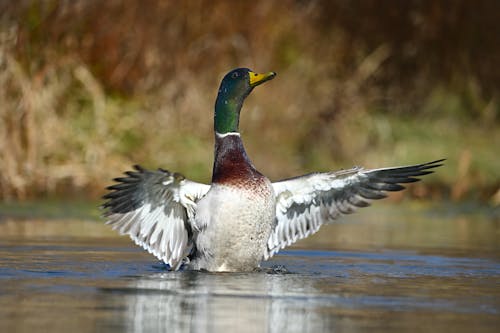 A Duck on a Lake