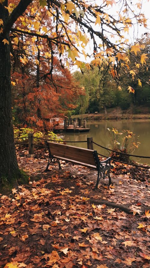 Free stock photo of autumn, december, istanbul Stock Photo