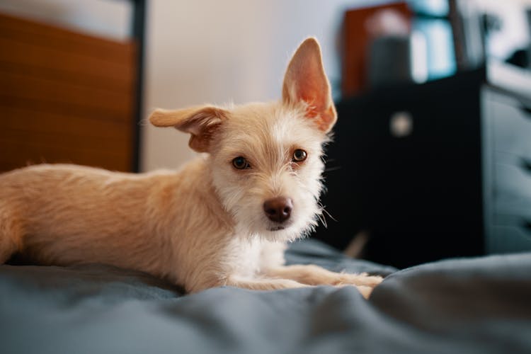 Calm Fluffy Dog Resting On Bed In Apartment