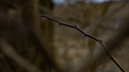 Free stock photo of adventure, forest, stick