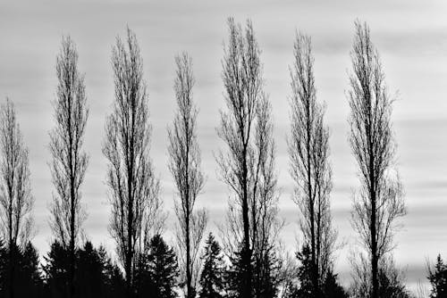 Black and White Photo of Silhouetted Leafless Trees 