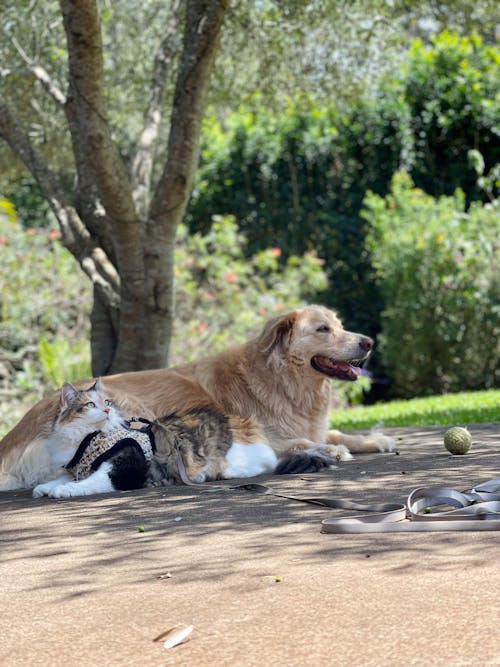 Golden Retriever x Dog and tabby cat