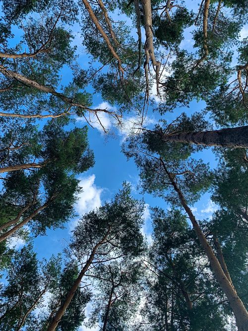 Free Looking up into a lush pine forest canopy against a clear blue sky, capturing nature's beauty. Stock Photo