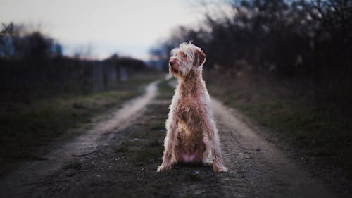 Foto stok gratis anak anjing, anjing, binatang