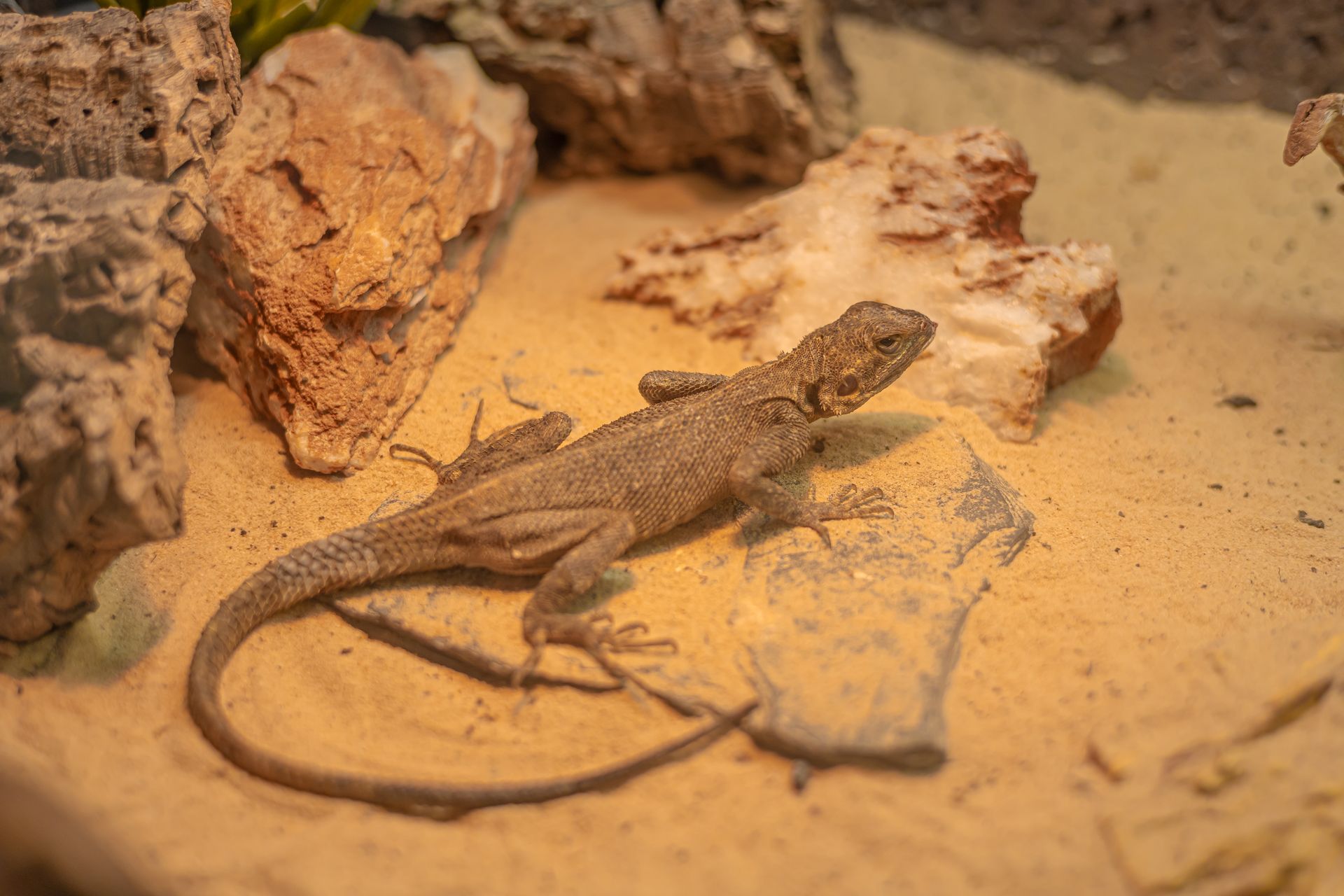 Detailed image of a lizard resting on sand and rocks in a desert-like environment.