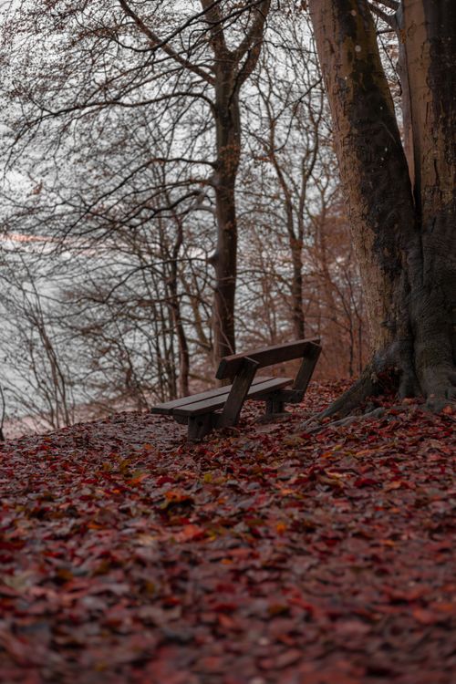 Free A tranquil wooden bench amidst vibrant fallen leaves beside a calm lake during fall. Stock Photo